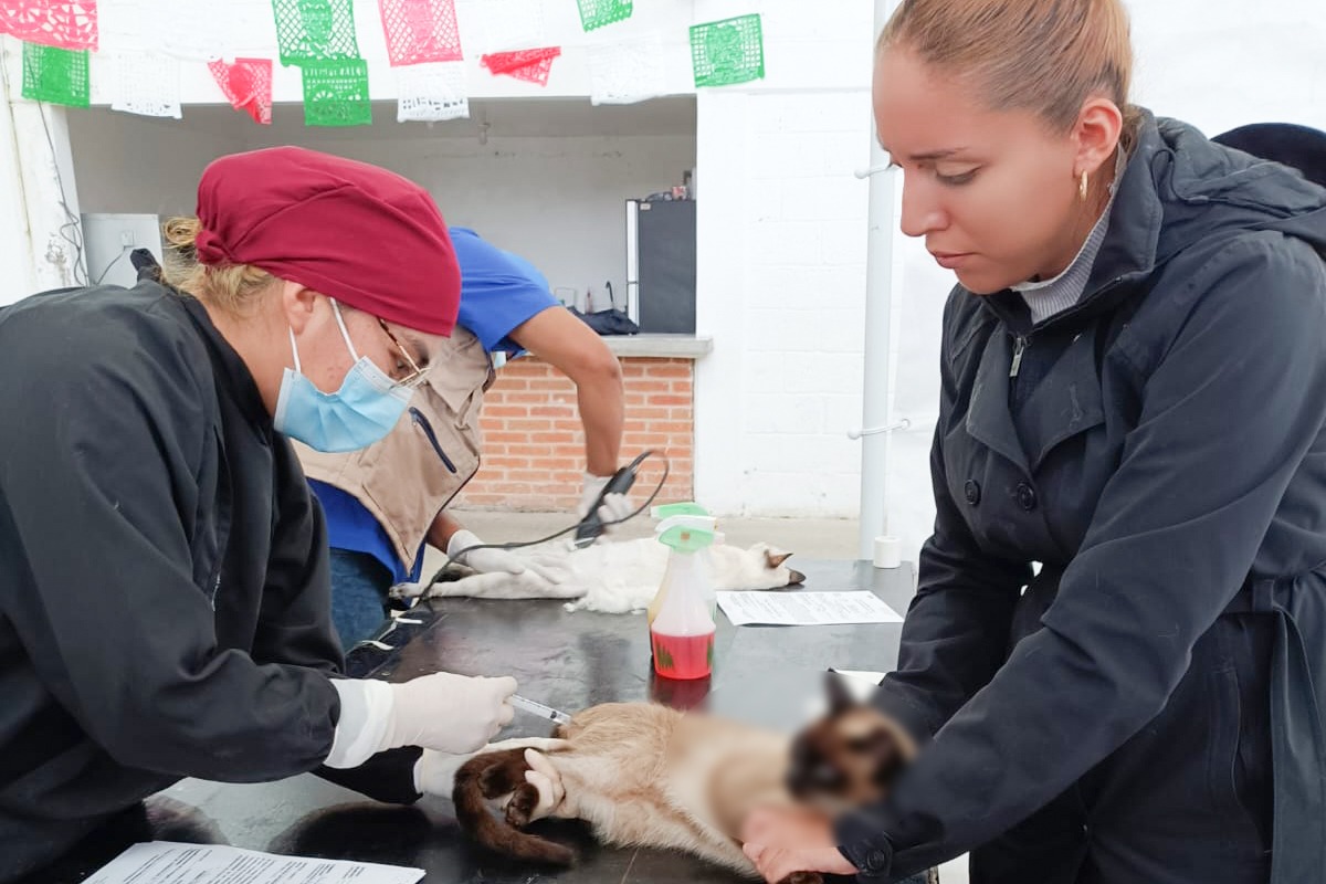 Concluye esterilización canina y felina en la capital con más de 800 mascotas beneficiadas